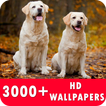 Labrador Retriever Live Wallpapers HD