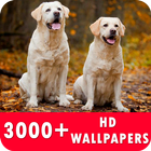 Labrador Retriever Live Wallpapers HD icône