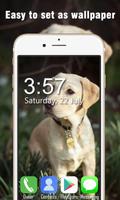 Labrador Retriever Live Wallpapers HD постер