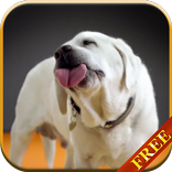 Licks Labrador layar LWP HQ