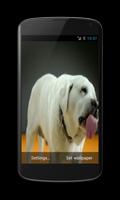 Labrador Licks Screen LWP Affiche