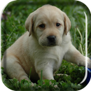 Labrador Puppy Live Wallpaper APK