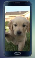 Labrador Puppy Live Wallpaper capture d'écran 1