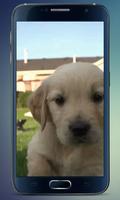 Labrador Puppy Live Wallpaper capture d'écran 2