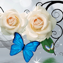 White Rose Butterfly APK