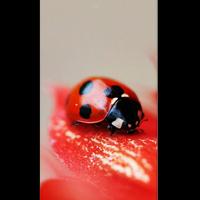 Ladybug Wallpaper HD Affiche