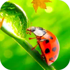 Ladybug Video Wallpaper HD APK download