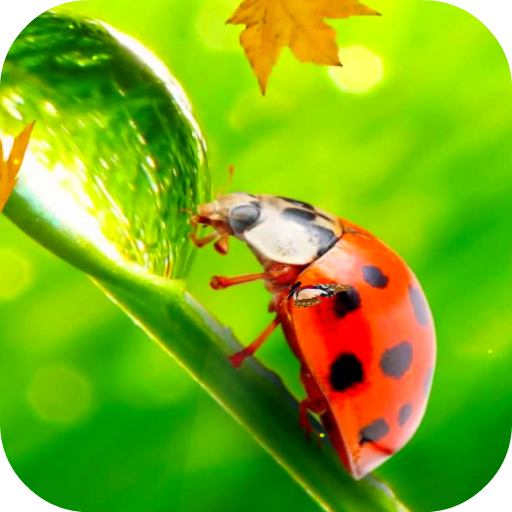 Ladybug Video Wallpaper HD