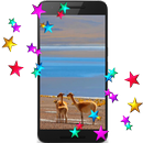 Lama Video Wallpaper APK