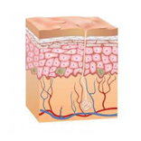 Las Estrías en la Piel