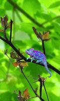 Chameleon Colors Affiche