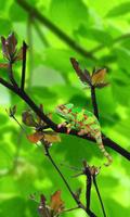 Chameleon Colors capture d'écran 1