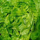 Lettuce Recipes APK