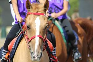 Apprenez à monter à cheval 🐎 capture d'écran 3