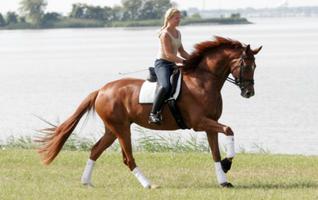 Apprenez à monter à cheval 🐎 capture d'écran 1