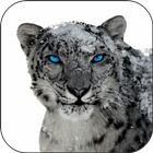 Snow Leopard Video Wallpapers icône