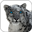 Snow Leopard Video Wallpapers aplikacja