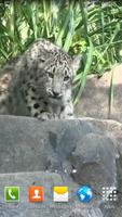 Snow Leopard Video Wallpapers capture d'écran 1