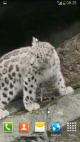 Snow Leopard Video Wallpapers capture d'écran 2