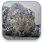 Leopardo Live Wallpaper icono