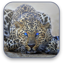 Leopard Free Video Wallpaper aplikacja