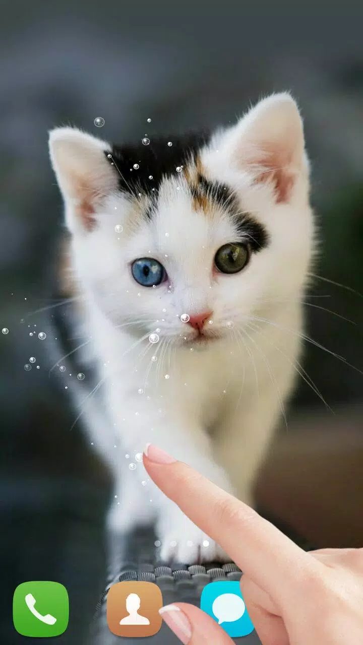 Android 用の かわいい猫ライブ壁紙 Apk をダウンロード