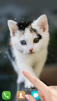 Cute cat Live wallpaper پوسٹر