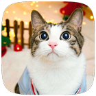 آیکون‌ Cute Cat live wallpaper