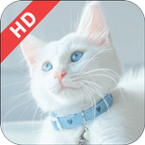 Blue Eye kitten live Wallpaper आइकन