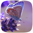 Butterfly Live wallpaper aplikacja