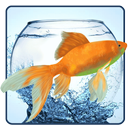 APK Goldfish Aquarium Wallpaper