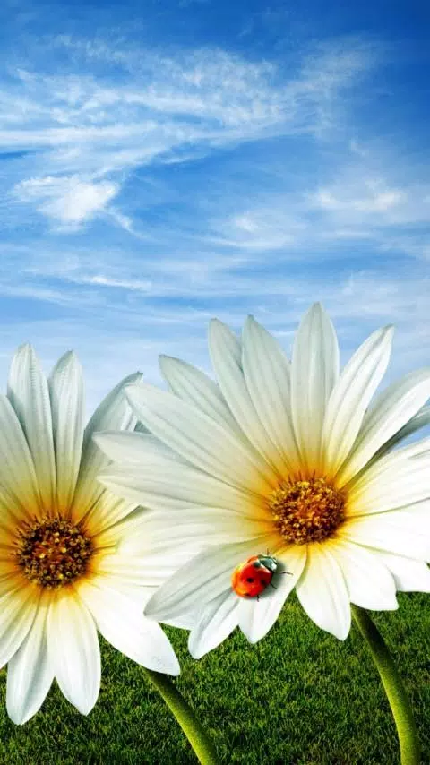 live wallpaper daisy APK for Android Download live wallpaper daisy APK for Android Download
