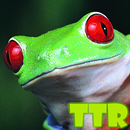 live wallpaper frogs APK