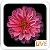 Bloom Flower OS Live wallpaper APK