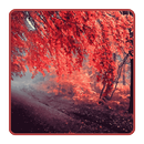APK Red Leaves Maple WallPaper