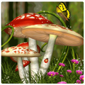meadow fungl wildwood
