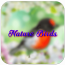 Nature Birds Live Wallpaper APK