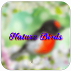Nature Birds Live Wallpaper icône