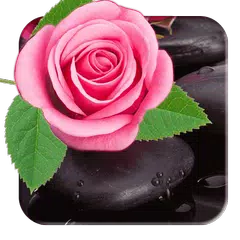 Pink rose <span class=red>petal</span> background HD