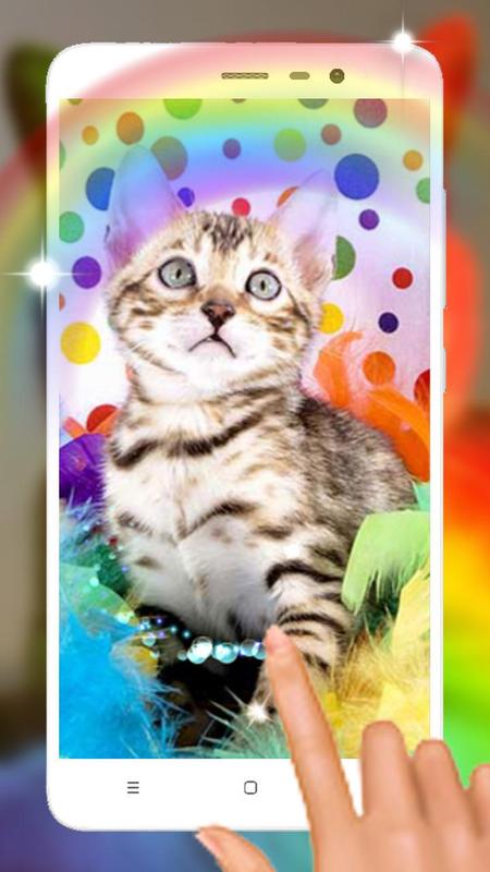 rainbow kitten wallpaper cat
