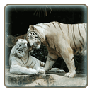 APK Roar Tiger Wallpaper