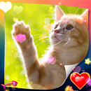 Cute Cat dynamic Wallpaper APK