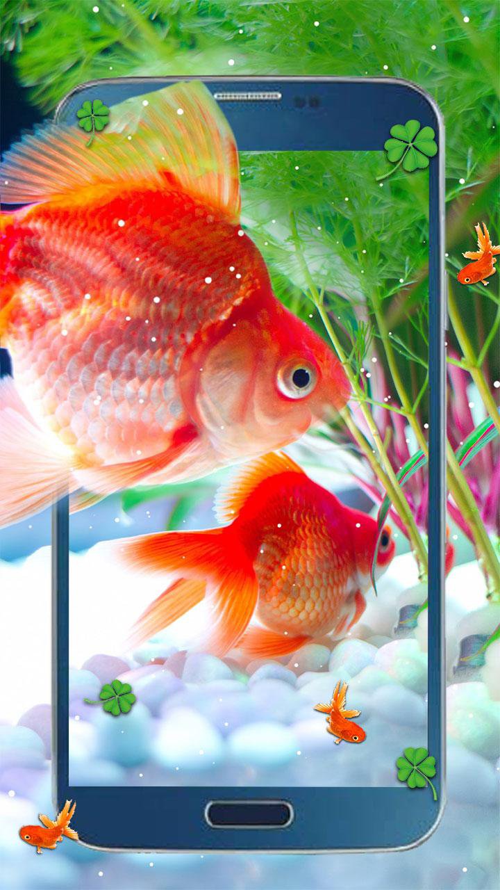 Gold Koi Fish Live wallpaper APK للاندرويد تنزيل