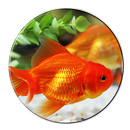 Fish Live Wallpaper aplikacja