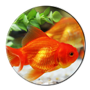 Fish Live Wallpaper APK