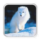 Wild Animals Live Wallpaper icon