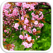 Pink Flowers Live Wallpapers icon