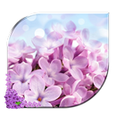 Lavender android Live Wallpaper APK