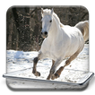 Running Horse pictures and Live wallpaper