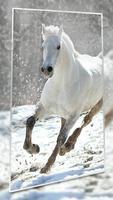 Running Horse pictures and Live wallpaper پوسٹر